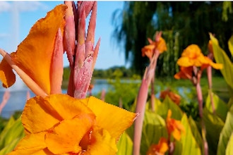 Tropicals for Your Garden: Online